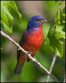 _1SB2708 painted bunting